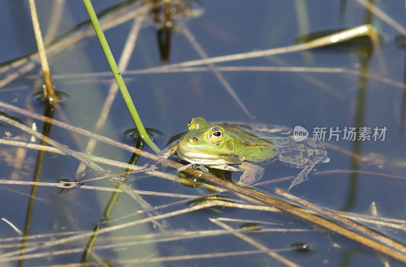 绿色可食用蛙(Rana esculenta synkl.)